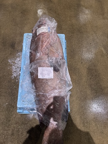 クエ1入約28.2kg(釣)