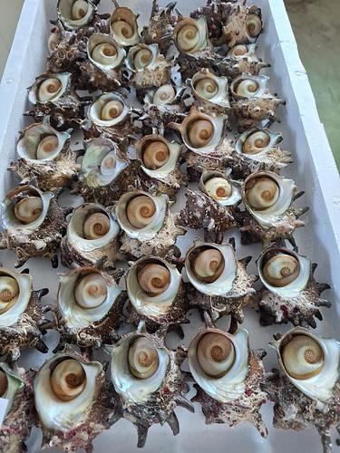 サザエ大サイズ特価!!35入約3.9kg(沿岸)