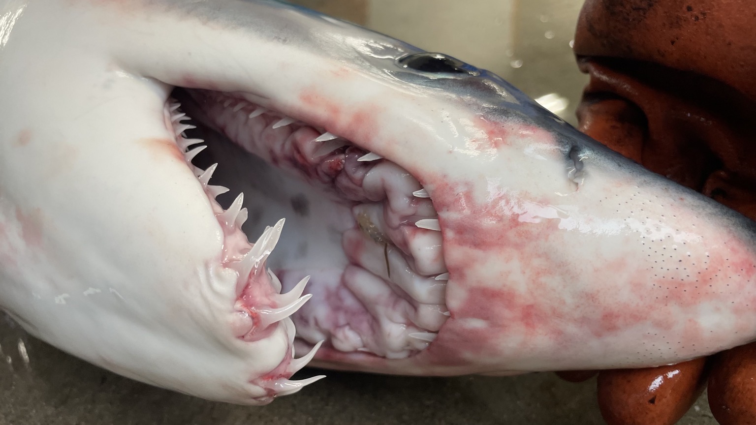 アオザメ1入約14kg(定置)【業務用の鮮魚仕入れならウーオ】
