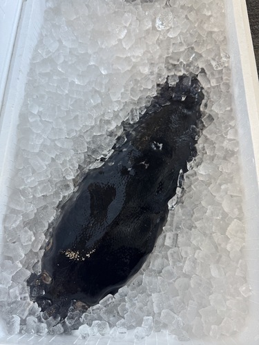 トラフグ1入約4.9kg(沿岸)