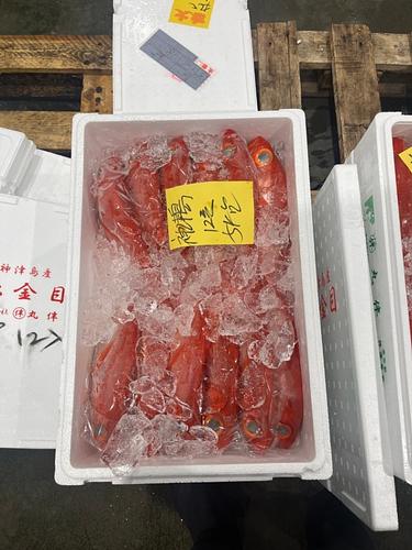 キンメダイ(釣)