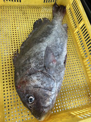 神経〆コショウダイ1入約3.9kg