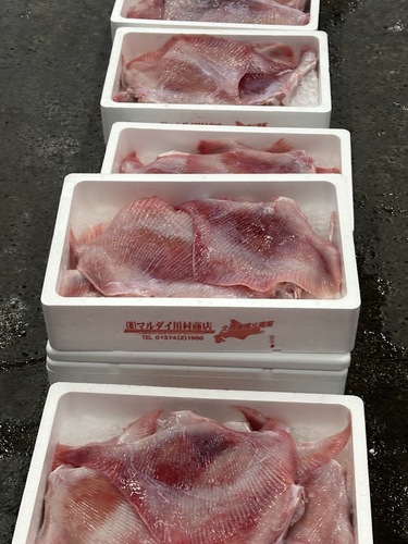 カスベ約5kg
