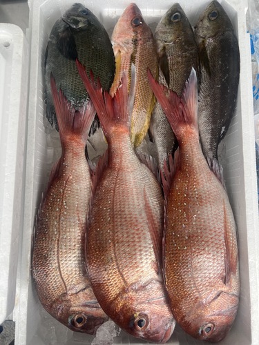 鮮魚BOX約5kg