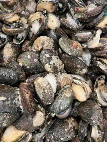 トコブシ約3kg(沿岸)