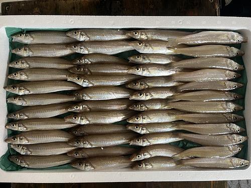 シロギス47入約1.8kg(沿岸)