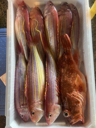 鮮魚BOX約4.5kg(延縄)
