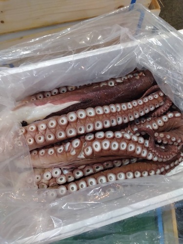 タコ足冷凍8-10本9入約10kg