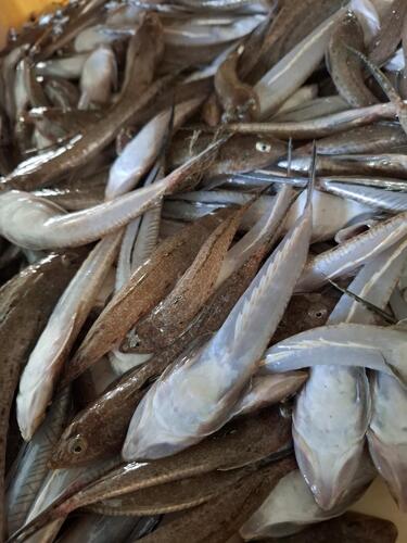 ネズミゴチ約3kg(沿岸)