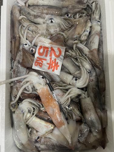 スルメイカバラ約5kg(底曳)