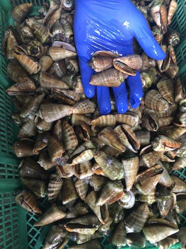 マガキガイ約3kg(沿岸)