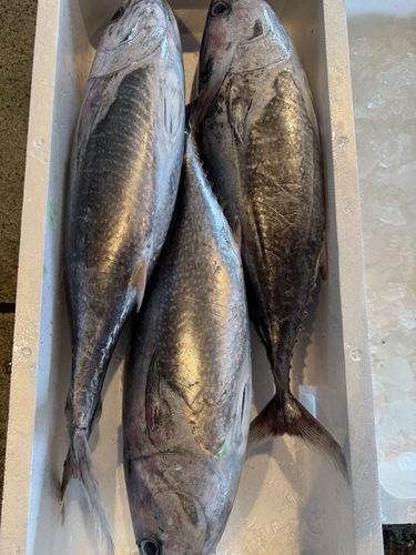 活〆ヨコワ3入約10kg(定置)