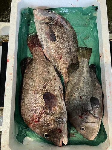 ヒゲソリダイ1\2kサイズ混じり3入約5kg(底曳)