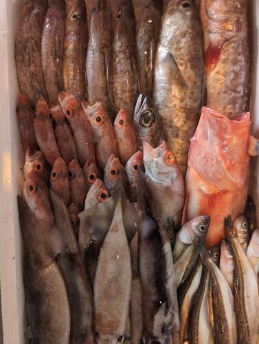 鮮魚BOX約6kg(底曳)