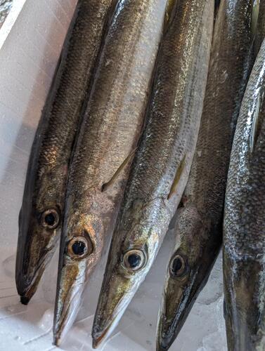 アカカマス18入約4kg(定置)【業務用の鮮魚仕入れならウーオ】