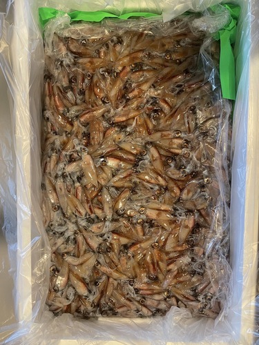 ホタルイカ約9kg(底曳)