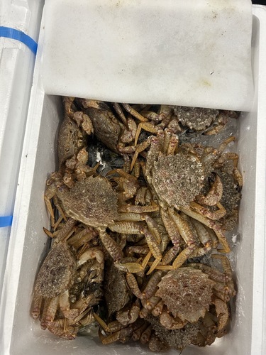 クリガニ約4kg