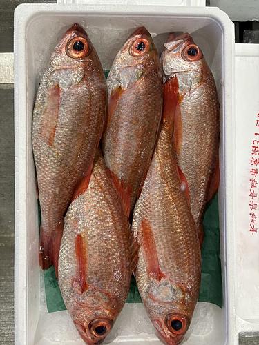 アカムツ5入約5kg(釣)