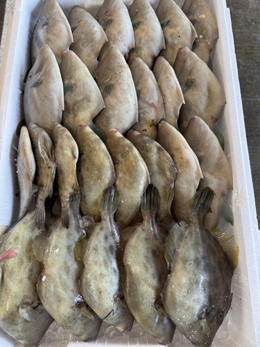 鮮魚BOX25入約4.4kg(定置)