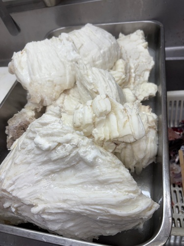 マンボウ(沿岸)