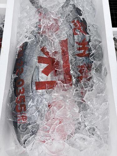 ヨコワ2入約3kg(定置)