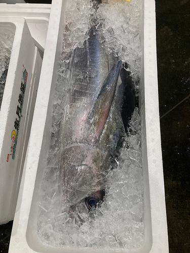 メジマグロ1入約7kg(定置)
