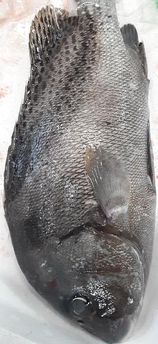 活〆コショウダイ3入約2.5kg(定置)