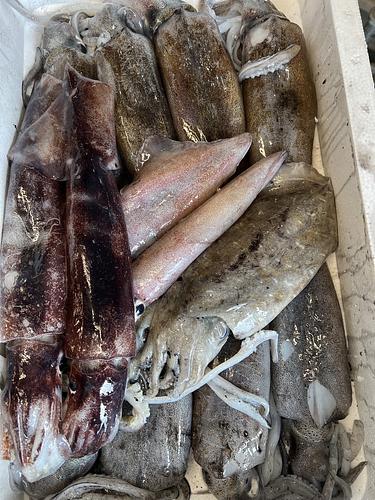 鮮魚BOXイカ、イカ、イカ、イカ約4.2kg(定置)