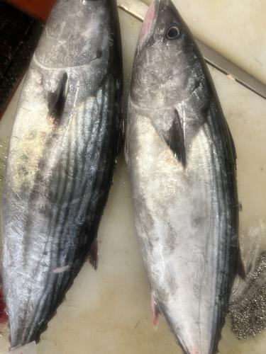ハガツオ1入約3kg(定置)