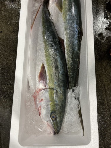 ブリ10-11kg2入約10.5kg(巻網)