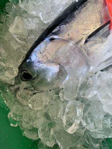 活〆カツオ7キロ1入約7kg(釣)