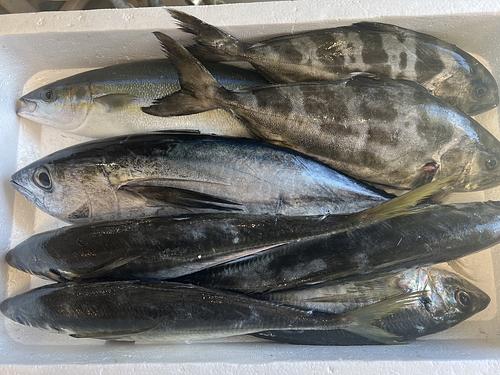 鮮魚BOX約4.8kg(定置)