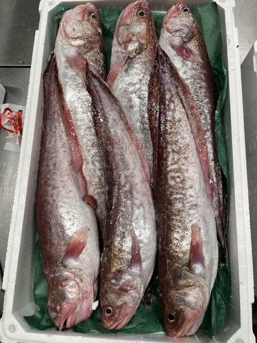ヨロイイタチウオ6入約5kg(底曳)