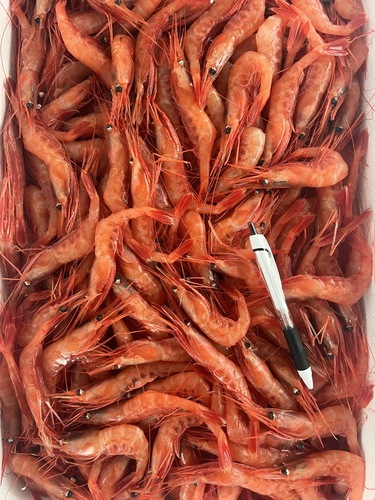 甘エビ子持ち約3.5kg(底曳)