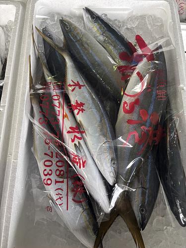 ツムブリ8-9入約5kg(定置)