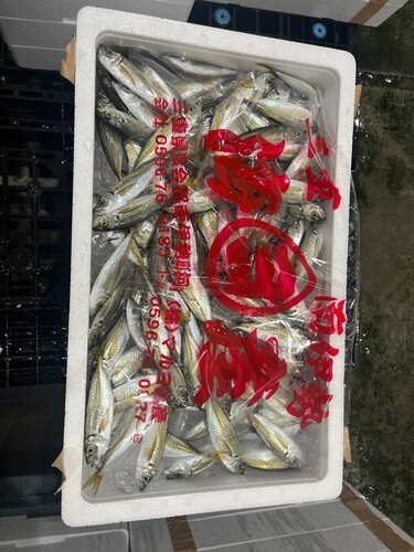 豆アジ1匹20g前後約2kg(定置)
