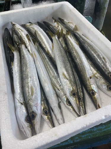 アカカマス20入約3.1kg(定置)