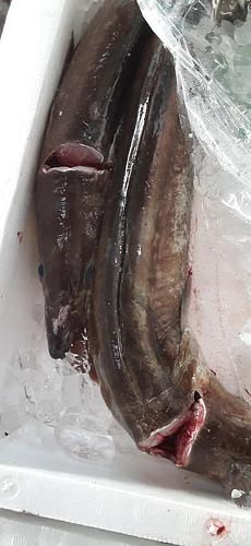 活〆ハモ4入約4.2kg(底曳)