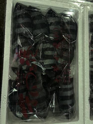 イシダイ(定置)