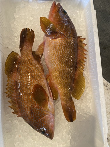 活〆キジハタ(アコウ)2入約2.1kg(釣)