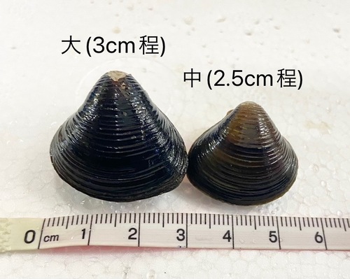 活セタシジミ大中込み約5kg(沿岸)