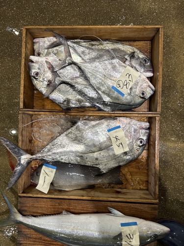 イトヒキアジ2kg〜1kg/匹約7kg(定置)