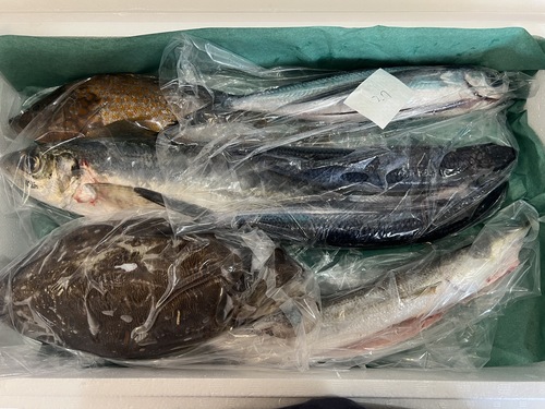 鮮魚BOX約2.6kg(定置)