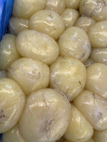 たこまんま約8kg