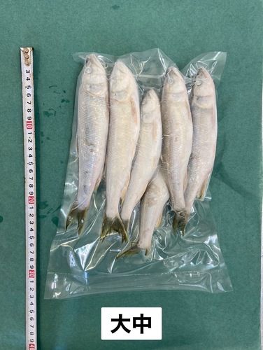 ハス冷凍大中(20-30cm)20入約10kg(沿岸)