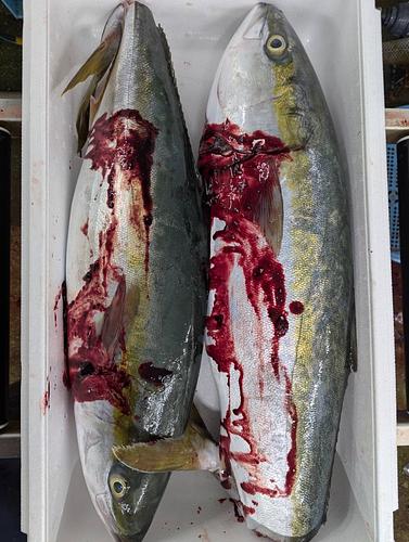 活〆ワラサ9−11キロ台2入約10.5kg(巻網)