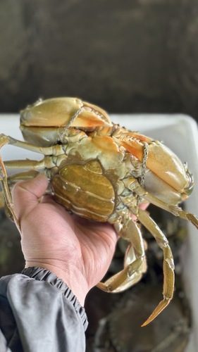 活トゲノコギリガザミ大10入約6.1kg(刺網)