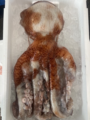 水ダコ1入約4kg(カゴ)