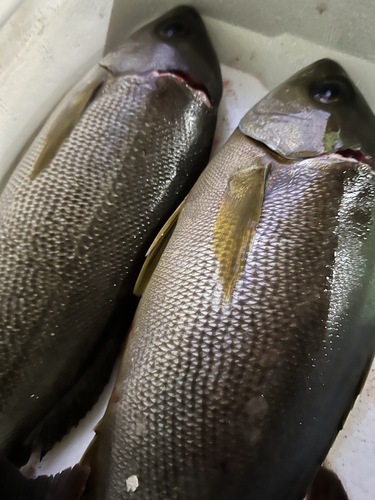 活〆イサキ12入約4kg(定置)