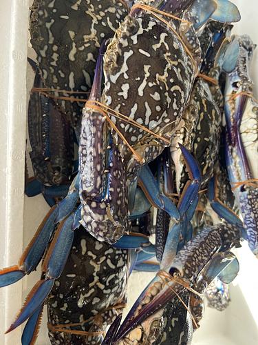 ガザミ大8入約3.2kg(沿岸)